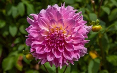 Annuals and Perennials? What’s the difference?